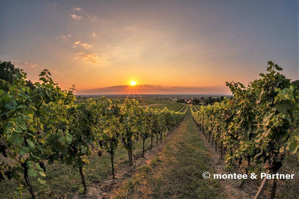 Weingut Schlager Weingärten 
