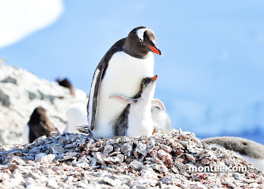  Antartic Penguin Andreas Driza Escape the Snow Online team event game
