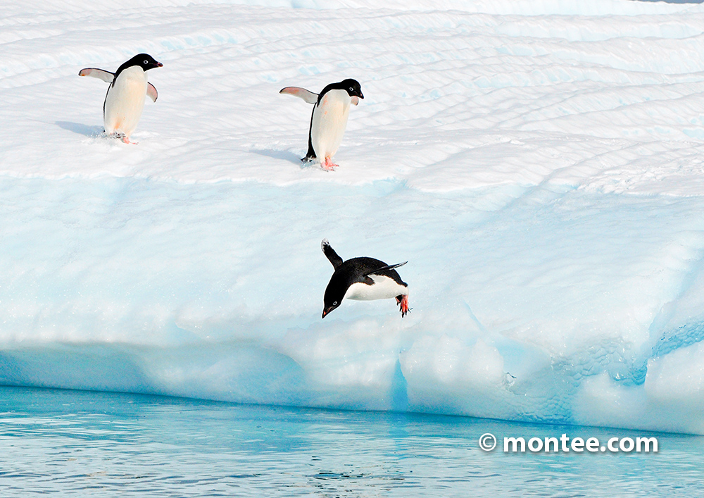  Antartic Penguin Andreas Driza Escape the Snow Online team event 