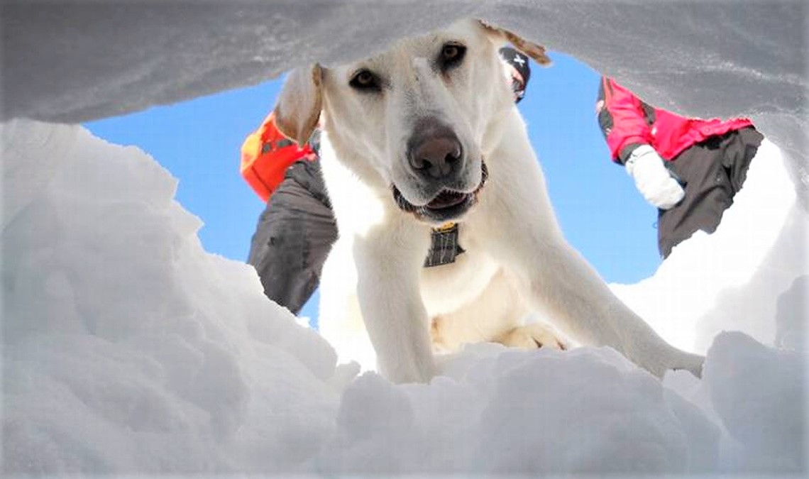 Lawinenhund sucht Menschen 