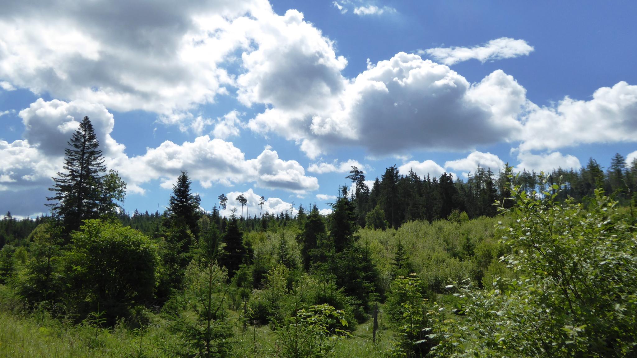 Kobernaußerwald – mit Karte, Kompass und Roadbook wird ihr Abteilungsausflug zur Herausforderung