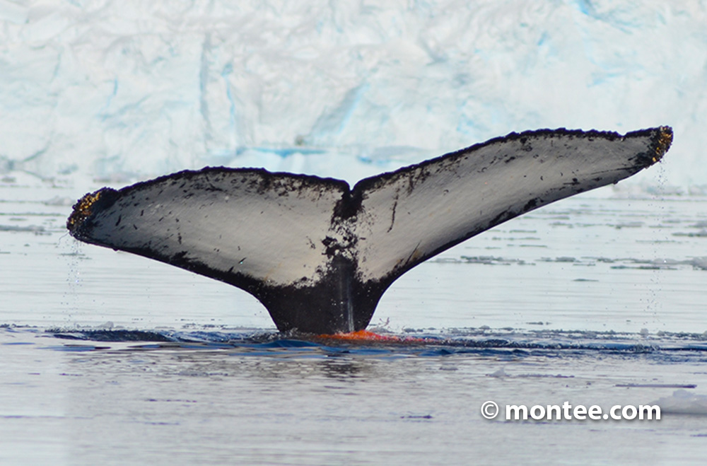 Whales in Antarctica - Online Team Escape Game