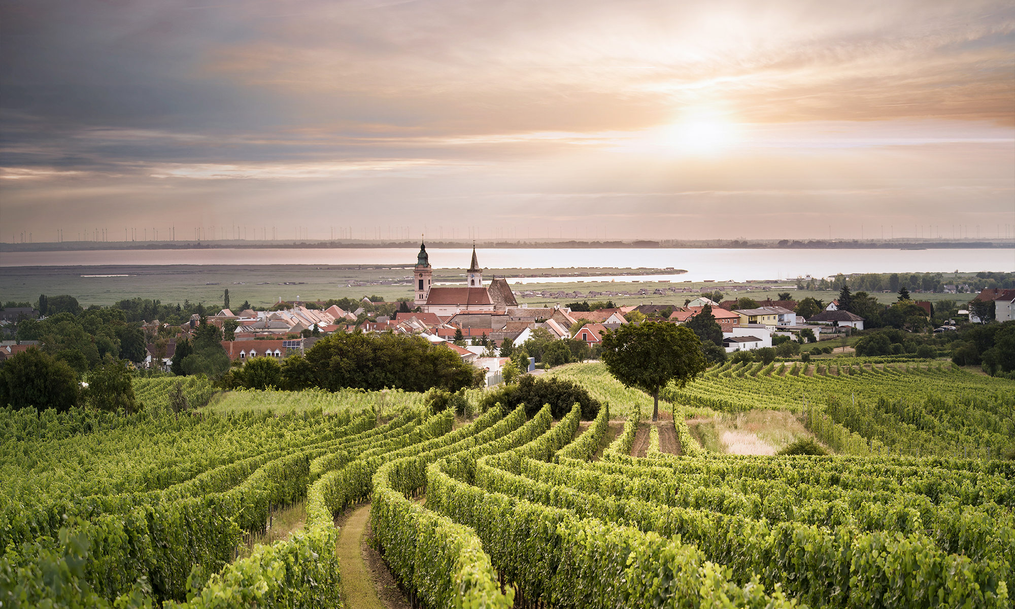 Burgenland Weinberge